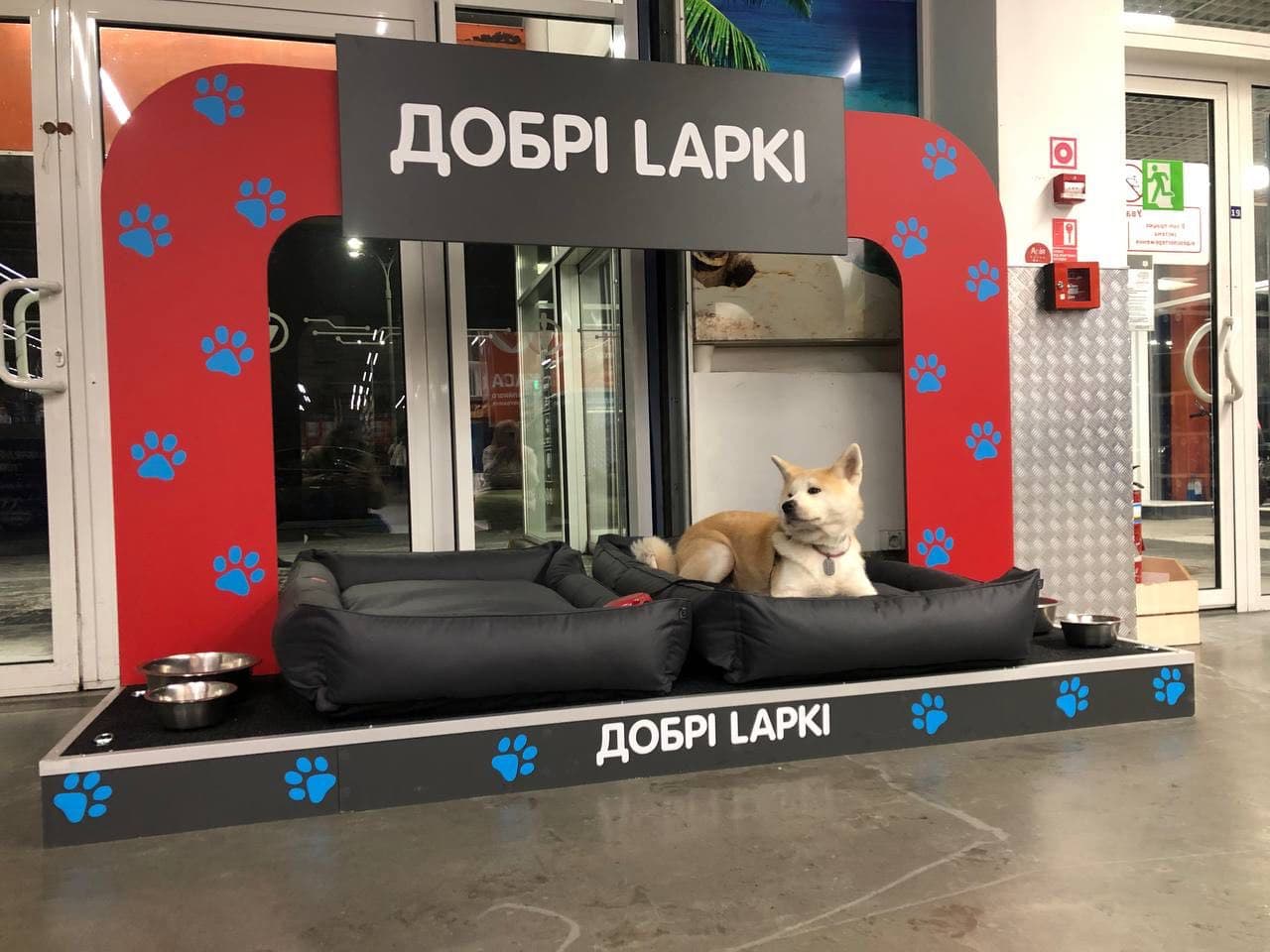 Добрі Lapki 6