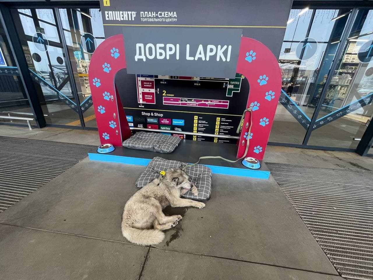 Добрі Lapki 5